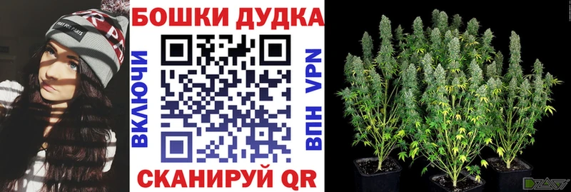 Конопля сатива  Глазов 